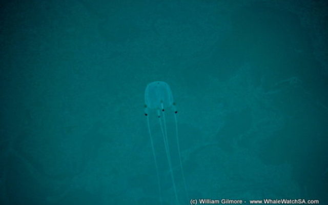 box_jelly_fish_580x387_1__1518700176 box_jelly_fish_580x387_1__1518700176