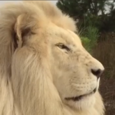 A Lion's nose is absolutely incredible!