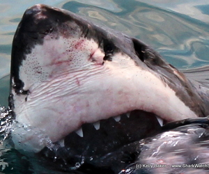 Blog Update: 4 March 