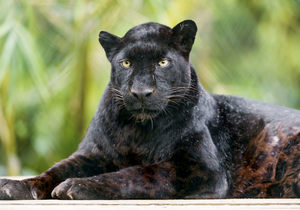 Quick fact about Black Leopards