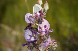 Disa lugens - 800th species recorded on Grootbos