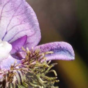 Disa_Lugens_Grootbos_Private_Nature_Reserve_1520496038