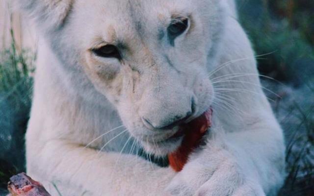 28870919_1706014916150093_5402096907268915200_n_1520855113