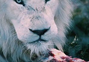 Urgently in need of red meat!