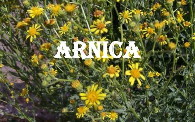 arnica_1_638_1520857544