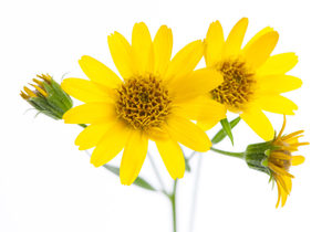Does Arnica help with pain relief?