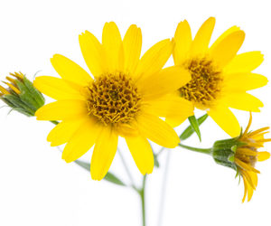 Does Arnica help with pain relief?