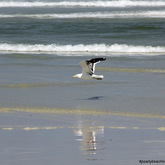 #gansbaaipearlybeachhorsetrails