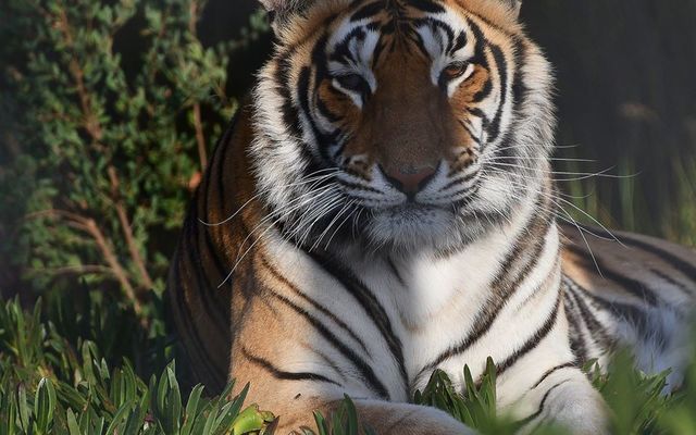 27066878_1662485387169713_8826159902424755630_n_1521100161