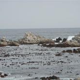 The Rock and Kelp forest in front of Die Rotse Host House Complex