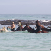 Gansbaai & Pearly Beach Trails