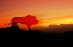 Sunset Visits at Panthera Africa Big Cat Sanctuary