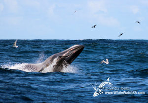 Whales of Dyer Island - Bryde's Whale