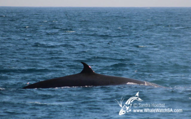 20170728_DC_Trip2_SHoerbst_IMG_058_580x387_1523447428 20170728_DC_Trip2_SHoerbst_IMG_058_580x387_1523447428