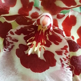 Beauty is in the eye of the beholder