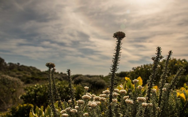 Magnificent Fynbos Magnificent Fynbos