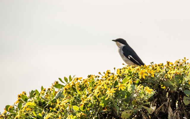 Vast selection of bird life Vast selection of bird life