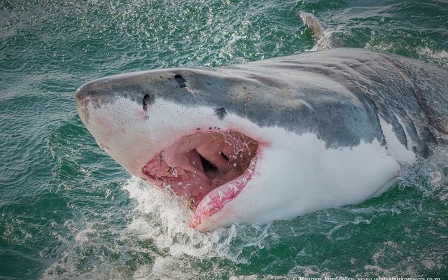 1. Great White Shark (Image courtesy of White Shark Projects) 1. Great White Shark (Image courtesy of White Shark Projects)
