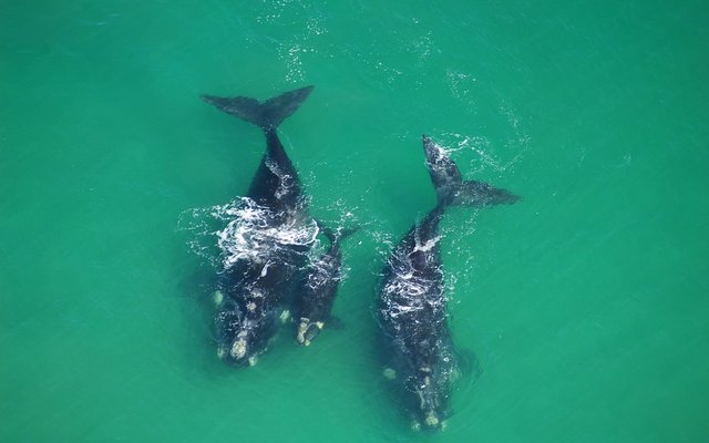 2. Southern Right Whale 2. Southern Right Whale