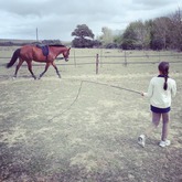 Learning to lunge and communicate with a horse