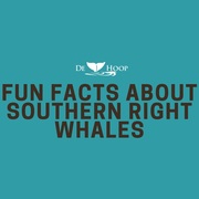 Whales are arriving - Southern Right Whale Infographic