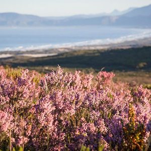 funky_fynbos_festival_1526654307