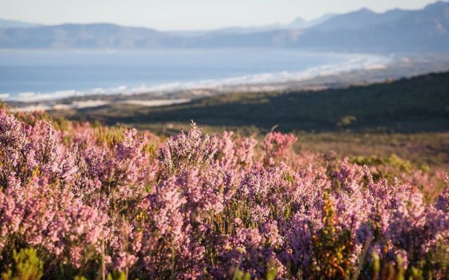 funky_fynbos_festival_1526654307 funky_fynbos_festival_1526654307