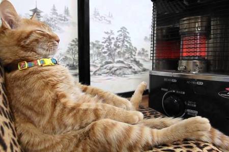 cat_keeping_warm_with_a_heater_l_1527585669_1591864570