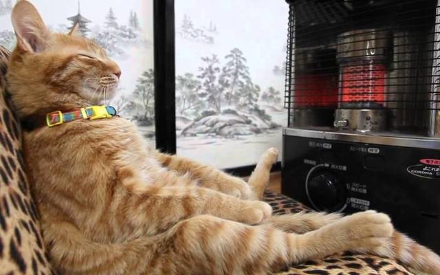 cat_keeping_warm_with_a_heater_l_1527585669_1591864570