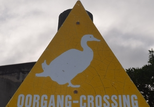 The Strandveld is where...