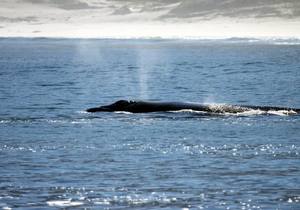 Our gentle giants have returned!