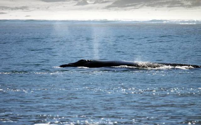 34775004_2038351642850644_5630809718281732096_n_1529048307