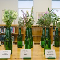 Fynbos display