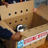 African Seabird Sanctuary