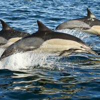 Dolphins