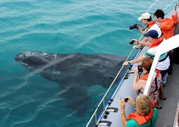 Best whale watching and marine safari experience in South Africa