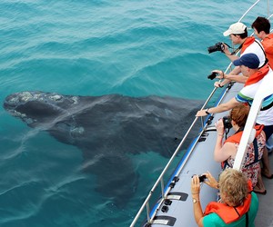 Best whale watching and marine safari experience in South Africa