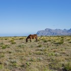 Experience Wild Horses in Kleinmond