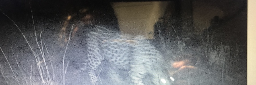 Blurry leopard