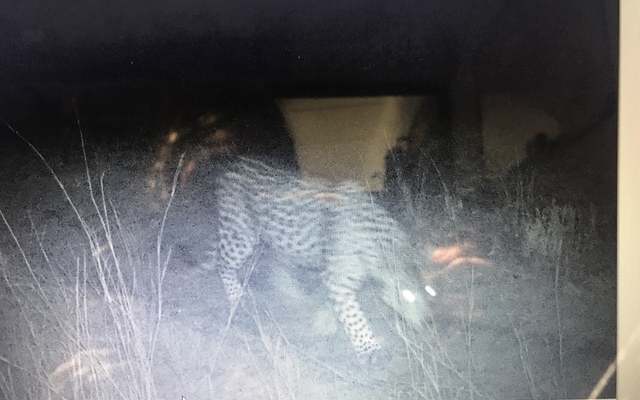 Blurry leopard