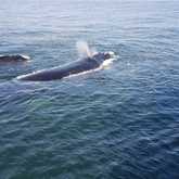 Whale Watching with Ivanhoe