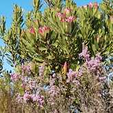 Hiking around Gansbaai