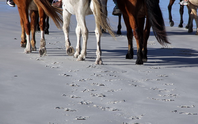 #Gansbaai & Pearly Beach Horse Trails