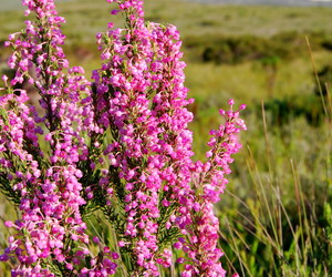 The Erica Irregularis
