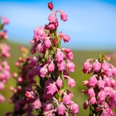 The Erica Irregularis