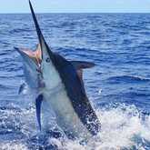 Black Marlin Jump