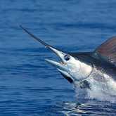 Black Marlin