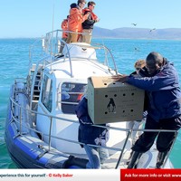African Penguin Rehabilitation