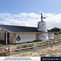 Dyer Island Conservation Trust - African Penguin & Seabird Sanctuary