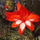 gladiolus growing with disas gladiolus growing with disas